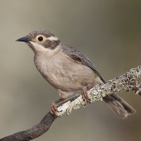 Brown-headed Honeyeater